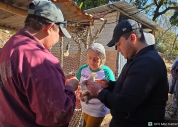 Protegen la sanidad avícola en Atescatempa con jornada de vacunación