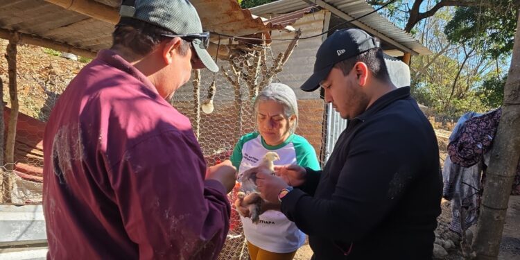 Protegen la sanidad avícola en Atescatempa con jornada de vacunación