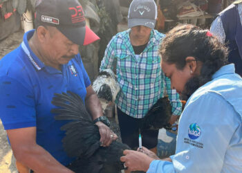 Realizan jornada de vacunación avícola en Baja Verapaz