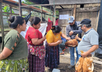 Realizan jornadas de vacunación pecuaria en Poptún