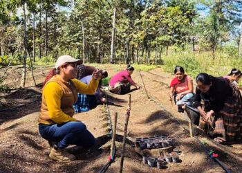 Rotación de cultivos previene plagas y enfermedades