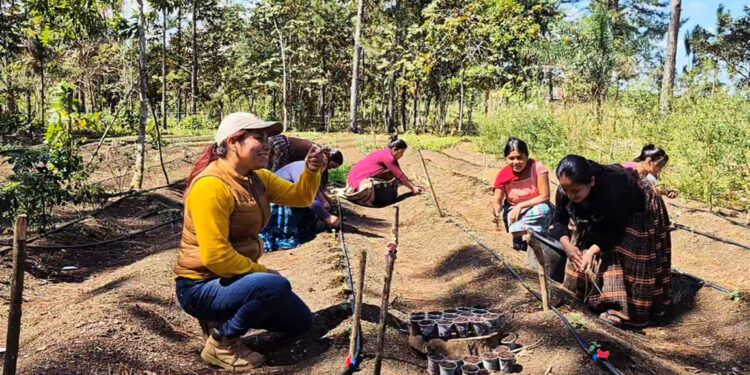 Rotación de cultivos previene plagas y enfermedades