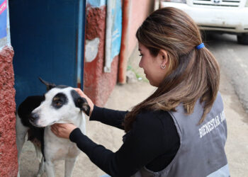 Se cumplen nueve años de construir una cultura de respeto hacia los animales