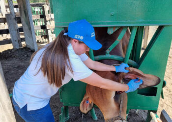Sistema oficial de trazabilidad registra a 34 mil bovinos