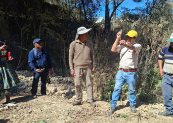 Técnicas de injerto impulsan la productividad frutícola en Cantel