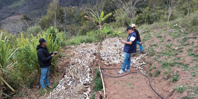 Tecnifican producción de café y riego por goteo en comunidades de Zacapa