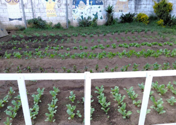 Un huerto que alimenta y educa a la niñez en resguardo