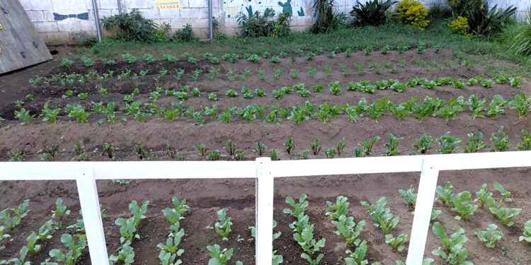 Un huerto que alimenta y educa a la niñez en resguardo
