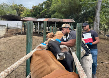Vacunan animales contra la rabia paralítica