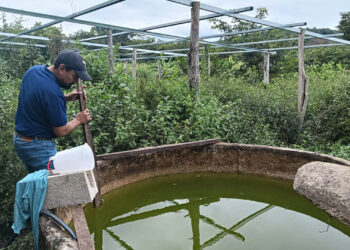 Del estanque a la mesa: el primer cultivo de tilapia de José Roldán