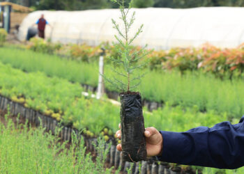 Reforestar: la apuesta que restaura ecosistemas y dinamiza economías locales