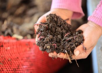 Lombricompost:  suelo más fértil, mejores cultivos y más productividad
