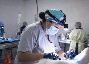 Esterilizar: un acto de responsabilidad y protección