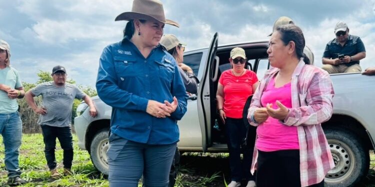Agricultura regenerativa avanza en la restauración de tierras en Petén