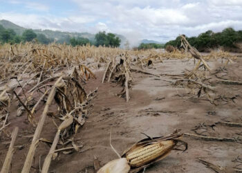 Diccionario Agrícola: Acame del Maíz
