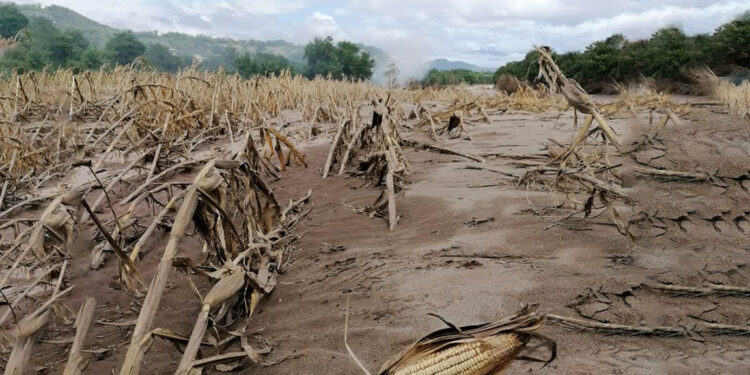 Diccionario Agrícola: Acame del Maíz