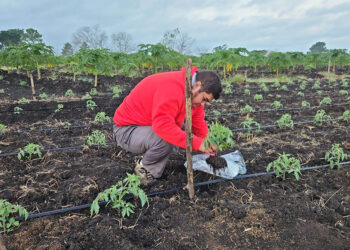 Asistencia técnica fortalece cultivo de tomate