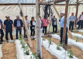 Productores de Tejutla aprenden a reducir la vulnerabilidad en la producción de tomate