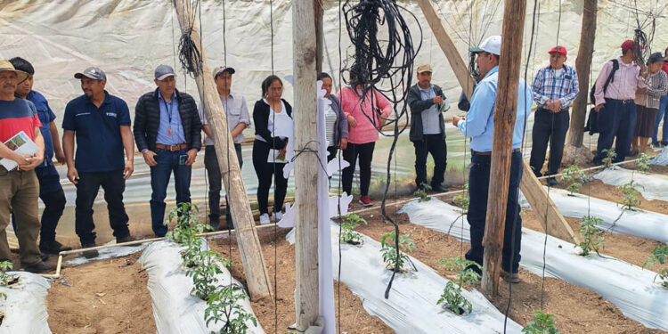 Productores de Tejutla aprenden a reducir la vulnerabilidad en la producción de tomate