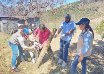 Comunidades de Acatenango refuerzan vigilancia contra el Gusano Barrenador