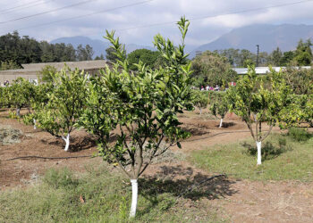 Cultivo de limón se consolida como fuente de ingresos para pequeños agricultores