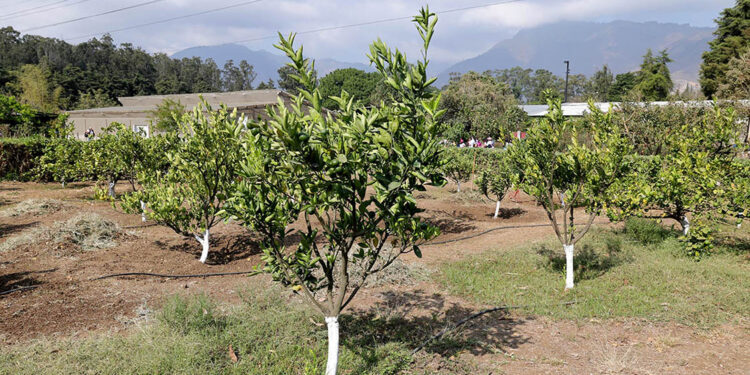 Cultivo de limón se consolida como fuente de ingresos para pequeños agricultores
