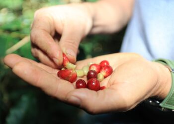 Destacan en Brasil acciones de apoyo al café guatemalteco