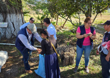 Distribuyen 10 mil esquejes de yuca para diversificar cultivos en Baja Verapaz