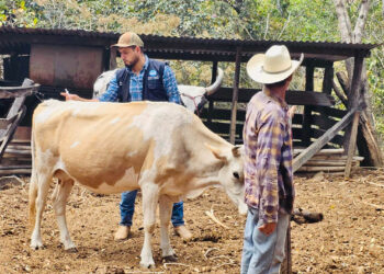 En Baja Verapaz aplican vacuna contra la rabia en ganado bovino