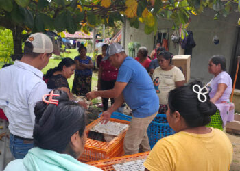 Entregan 1311 aves mejoradas a familias rurales de Petén