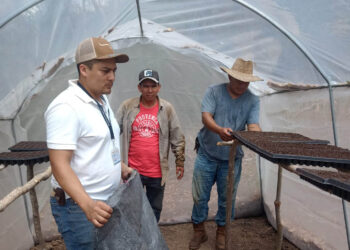 Fortalecen la agricultura familiar con producción tecnificada de hortalizas