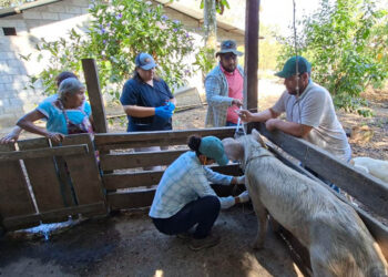 Fortalecen la salud porcina en comunidades de El Chal, Petén