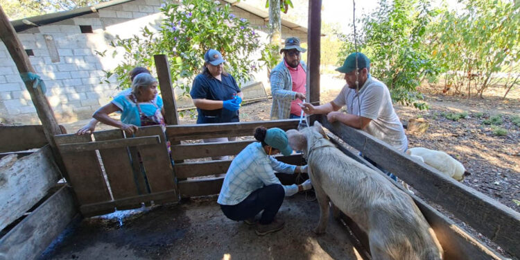 Fortalecen la salud porcina en comunidades de El Chal, Petén