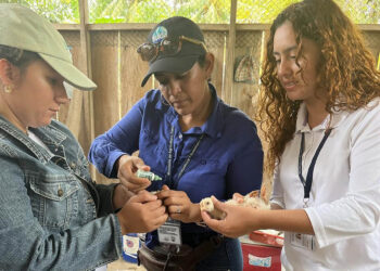 Fortalecen la sanidad avícola con jornada de vacunación en Puerto Barrios