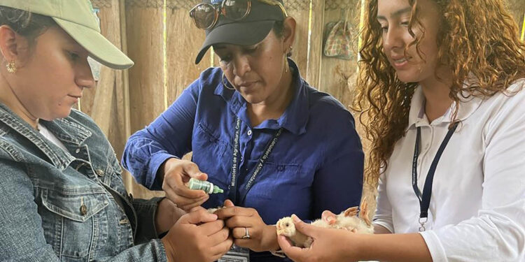Fortalecen la sanidad avícola con jornada de vacunación en Puerto Barrios