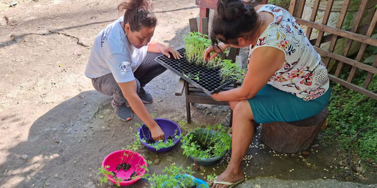 Huertos familiares fortalecen la producción y el autoconsumo en San Andrés