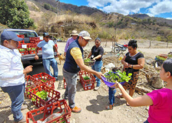 Huertos familiares impulsan producción de alimentos en Sansare