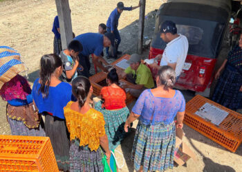 Impulsan avicultura familiar en Sayaxché