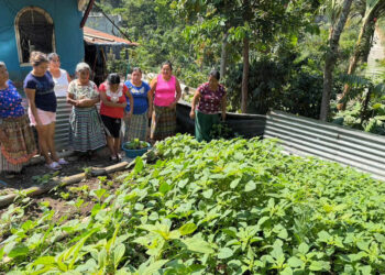 Impulsan cosecha de bledo criollo en huertos comunales de Suchitepéquez