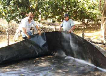 Impulsan en Zacapa la producción de peces con tecnología de geomembranas