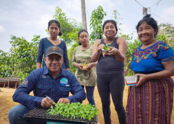 Impulsan la economía familiar en Quetzaltenango mediante la entrega de material vegetativo