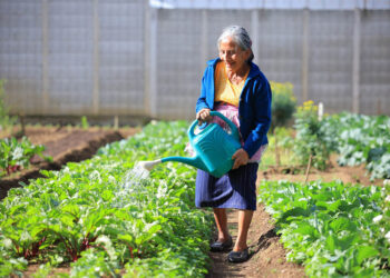 Información agroclimática fortalece la producción agrícola en Guatemala