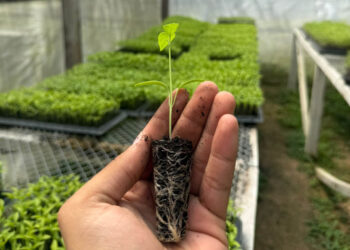 Mejoran manejo de pilones y hortalizas en centro productivo de Flores