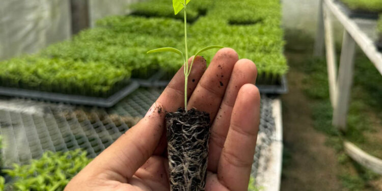 Mejoran manejo de pilones y hortalizas en centro productivo de Flores