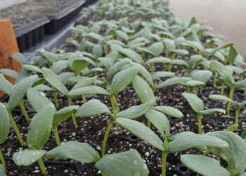 Monitorean germinación de hortalizas en Zacapa