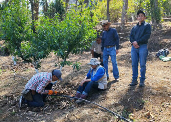 Optimizan el uso del recurso hídrico en parcelas de frutales de San Marcos