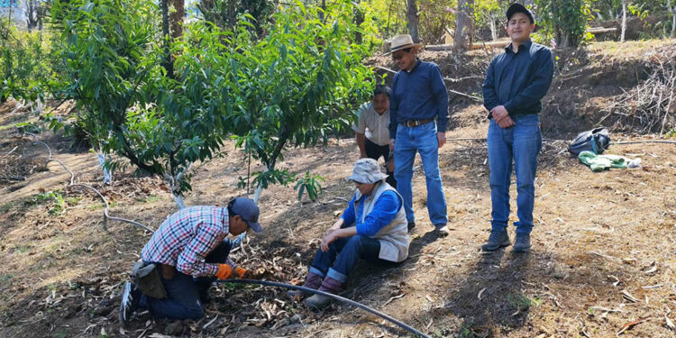 Optimizan el uso del recurso hídrico en parcelas de frutales de San Marcos