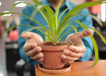 Guatemala integra el ambiente en su política fiscal con nueva dependencia