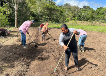 Preparan la tierra para cultivar chile en San Luis