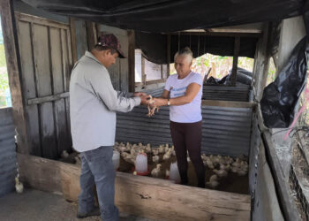 Previenen enfermedades en pollos en Melchor de Mencos